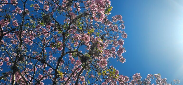 Pink tab tree -Roble Sabana- and bright blue sky
