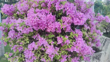 flowers in the garden