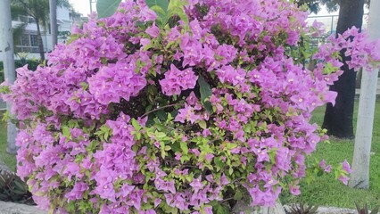 flowers in the garden