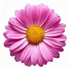 Obraz premium pink gerber daisy isolated