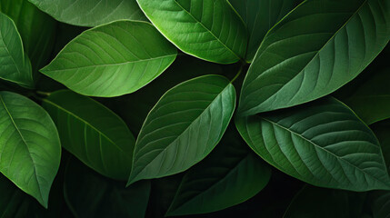 Green leaves with visible veins and soft shadows.