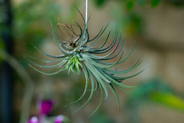 A unique air plant from genus Tillandsia, originating from South America, placed in an outdoor...