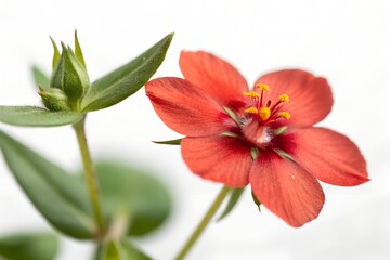 Naklejka premium scarlet pimpernel flower with white background