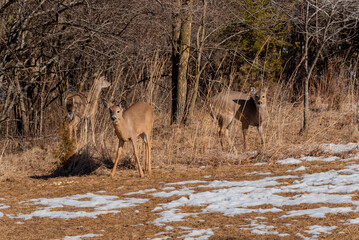 White-tailed Deer Feeding On Apples And Corn Provided For Them In A Snow Covered Urban Field In...