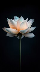 Delicate white lotus flower blooms against a deep black background, symbol of purity and elegance.
