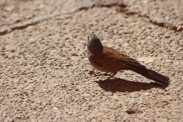 A close-up of a house bunting
