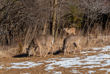 White-tailed Deer Feeding On Apples And Corn Provided For Them In A Snow Covered Urban Field In Wisconsin In February