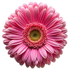 Radiant Bloom: a macro shot of a vibrant pink gerbera daisy showcasing the intricate beauty of its petals and the warm hues of its center.