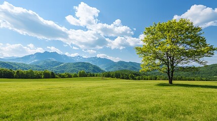 Fototapeta premium Single Tree in Green Field with Mountain Background