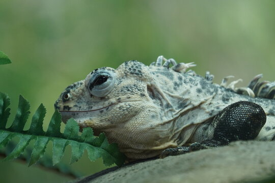 utila spiny tailed iguana