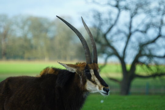 Sable antelope