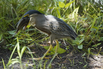 
Green-backed bittern 
devouring a cichlid, (Butorides striata) Ardeidae family. Fortaleza Ceará, Brazil.