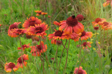 Gaillardia is cultivated as an ornamental plant. Orange flower in meadow. Plant of Aster family....