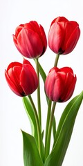 Naklejka premium Closeup Vibrant Red Tulips Bouquet on White Background