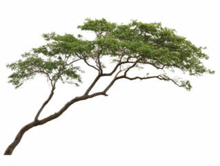 A tree with a long trunk and green leaves. The tree is tall and has a lot of branches