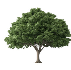 Obraz premium A large tree with green leaves is the main focus of the image. The tree is standing tall and is the largest object in the scene. The image has a serene and peaceful mood