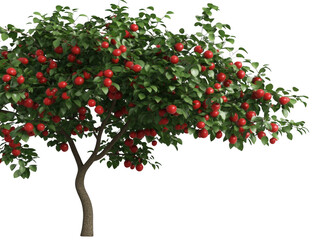 Fototapeta premium A tree with many red apples on it. The tree is tall and has a lot of leaves. The apples are ripe and ready to be picked