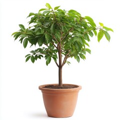 Lush Green Bonsai Tree in Terracotta Pot Against White Background