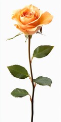 Obraz premium Pale Orange Rose Close Up Studio Shot