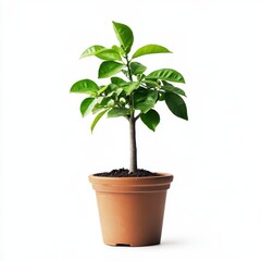 Small Green Plant in Terracotta Pot Against White Background