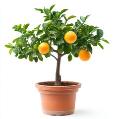 Small Potted Orange Tree with Ripe Fruit on White Background