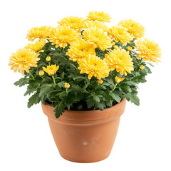 A Potted Chrysanthemum Plant with Soft Yellow Petals Isolated on Transparent Background