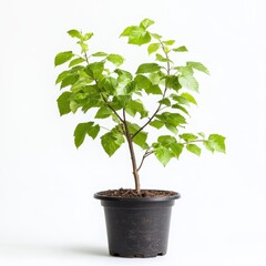 Young Green Plant in Black Pot Against White Background