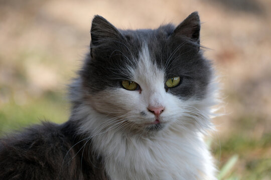 Long-haired black and white cat in the garden. Turkish Angora or Ankara cat.