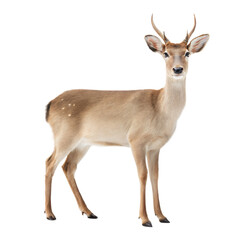 Obraz premium Deer AI Generated Image