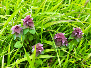 草むらに咲くヒメオドリコソウ