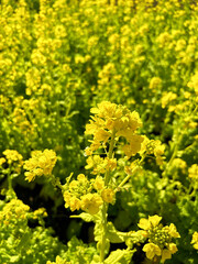 Fototapeta premium 満開の菜の花