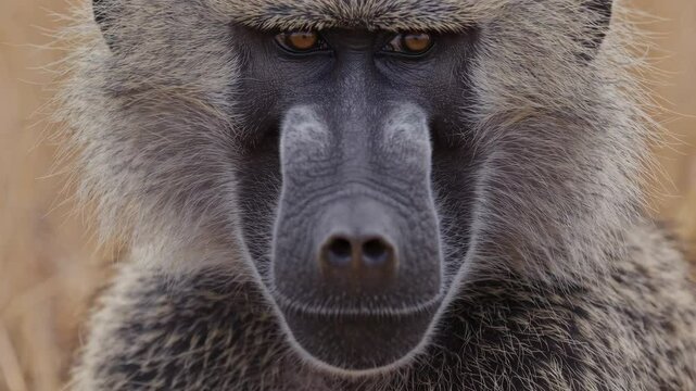 Intense close-up portrait featuring olive baboon making piercing eye contact, revealing raw wildlife energy and primal gaze in natural habitat