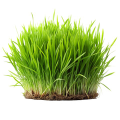 Obraz premium green grass isolated on white