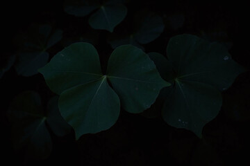 bunch of black leaves on a black background