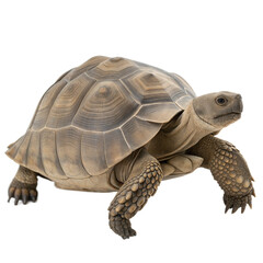 Fototapeta premium Desert Tortoise AI Generated Image