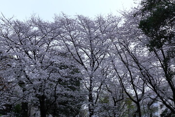 春爛漫満開