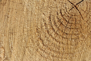 Fototapeta premium On a wooden surface that is flooded with sunlight, the structure and texture of natural wood are perfectly and clearly visible. 