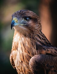 Naklejka premium Majestic Bird of Prey Gazing With Intensity in Soft, Natural Light