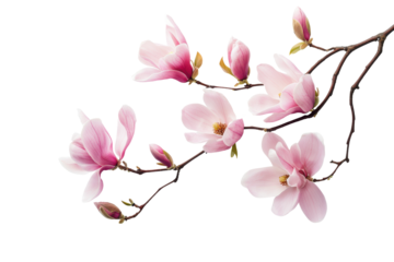 Pink magnolia flowers branch in a corner border, spring flowers on a transparent background