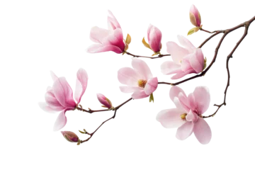 Fotobehang Pink magnolia flowers branch in a corner border, spring flowers on a transparent background © Link Parker