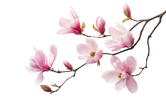 Pink magnolia flowers branch in a corner border, spring flowers on a transparent background