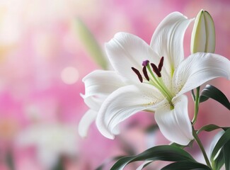 Fototapeta premium Elegant White Lily Flower Blossom with Soft Pink Bokeh Background