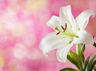 Fototapeta premium Elegant White Lily Flower Blooming with Pink Bokeh Background Close Up