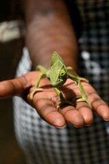 Green african chameleon hold by human hand
