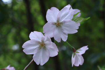 Fototapeta premium 春爛漫満開