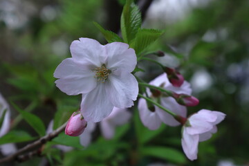 Fototapeta premium 春爛漫満開