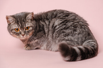 Funny gray cat isolated at pink background