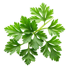 Fototapeta premium parsley isolated on white background