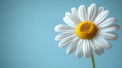 Single perfect daisy with crisp white petals and vibrant yellow center blooms against soft light blue background, captured in elegant simplicity with smooth gradient and tranquil atmosphere.