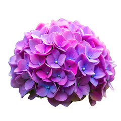 Fototapeta premium Pink Purple Hydrangea Flower Image